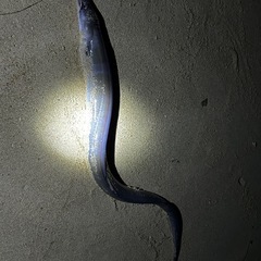 夜打ち込み釣り一緒に行ってくれる方さがしてます。 - 中頭郡
