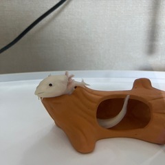 ウーパールーパー　水槽セット