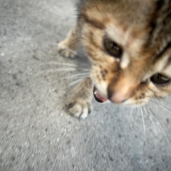 子猫の里親募集です