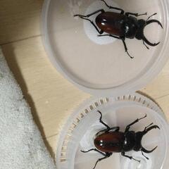 アローコクワガタ（リエン)ペアの画像