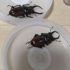 アローコクワガタ（リエン)ペアの画像