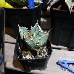 アガベチタノタ緑犀牛の画像