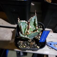 アガベチタノタ緑犀牛の画像