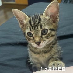 可愛いトラ柄の女の子猫「Tora」の里親さん募集中