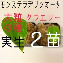 モンステラ【デリシオーサ大粒の種からの苗&デリシオーサタウエリー...