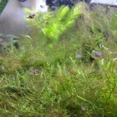 熱帯魚　アベニーパファーの稚魚の画像