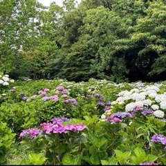👩女性限定❗️ 6月18日(水) 三ヶ根山ハイキング🥾に一緒に行きませんか？？ - 岩倉市