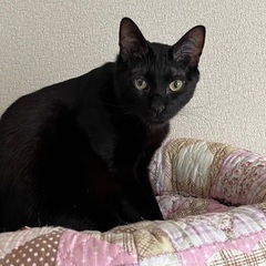 一家に一匹は黒猫がオススメ