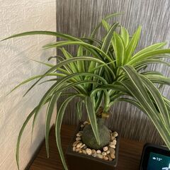 人工観葉植物 フェイクグリーンの画像