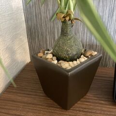 人工観葉植物 フェイクグリーンの画像