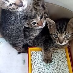 生まれて1ヶ月の猫