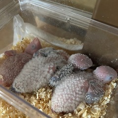残り3羽　ウロコインコ値下げしてます‼︎