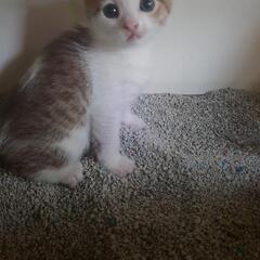 子猫（白ハチワレ）キャンセルになりましたのでもう一度募集い…