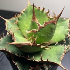 アガベ　毒液　中株の画像