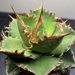 アガベ　毒液　中株の画像