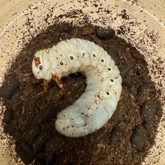 ⭐️特価⭐️ヘラクレスオオカブトムシ　3令幼虫