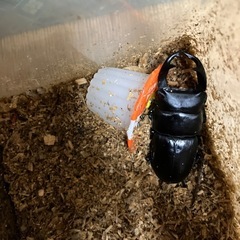 オオクワガタペア