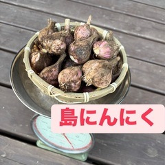 🧄島ニンニク🧅湘南レッド