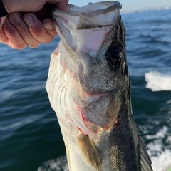 沖釣り専門　オフショアルアー専門　釣りサークル新規立ち上げメンバー募集