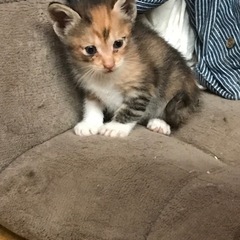 ごまちゃん子猫