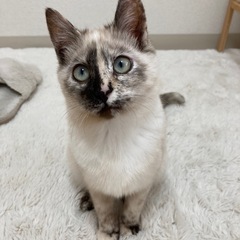 ルパン　メス　9月生まれ