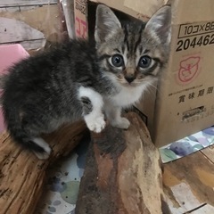 子猫🐱