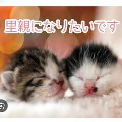子猫ちゃん探してます