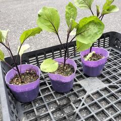 【無料】茄子の苗3つあげます