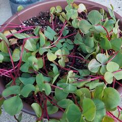 オキザリス鉢植え