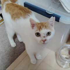 かなりの甘えん坊❣️猫ドリル🩷