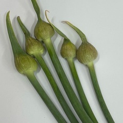 ニンニクの芽(つぼみ)10本　お料理好きな方やプロの方へ　天ぷら...