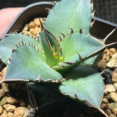 アガベ　チタノタ　鳳凰　阿修羅　多肉植物　ビザールプランツ　観葉植物