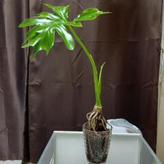 観葉植物セローム