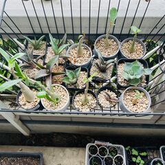 塊根植物15点セット7500円 黒豹 雷神　狼人 黒鯨 オベスム...