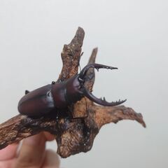 初採れノコギリクワガタ