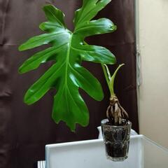 観葉植物セローム