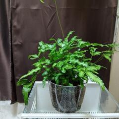 観葉植物