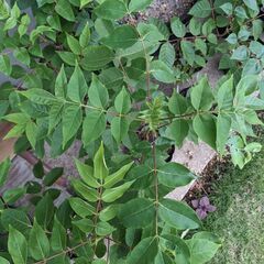 ミツバチ蜜源用ビービーツリー苗木（二年生）の画像