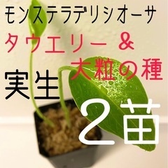 モンステラ【デリシオーサ大粒の種からの苗&デリシオーサタウエリー...