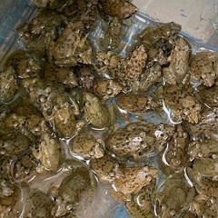 ヌマガエル　ツチガエル　200匹　アロワナ　ガー　ポリプ　大型魚...