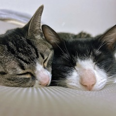 可愛いがってくれる方