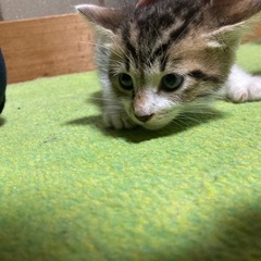 子猫の里親さん募集しております。 - 里親募集