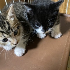 子猫の里親さん募集しております。 − 茨城県