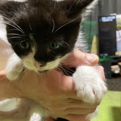 子猫の里親さん募集しております。 - 常総市
