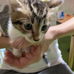 子猫の里親さん募集しております。