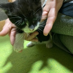 子猫の里親さん募集しております。 - 猫