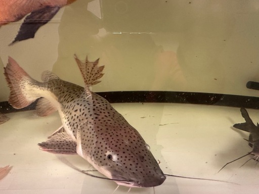 タイガーシャベル・レッドテールのハイブリッド