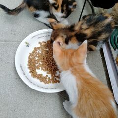 3月末生まれの子猫５兄妹