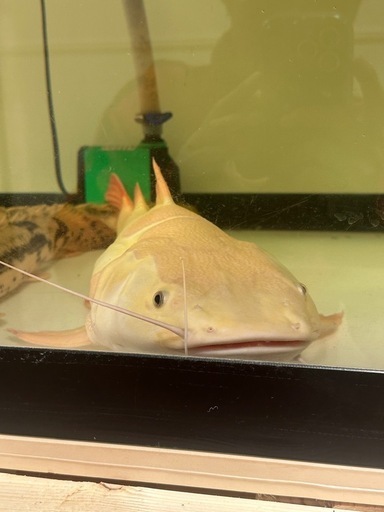 プラチナレッドテールキャット