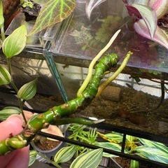 ②アグラオネマ ホワイトバレンタイン　観葉植物の画像
